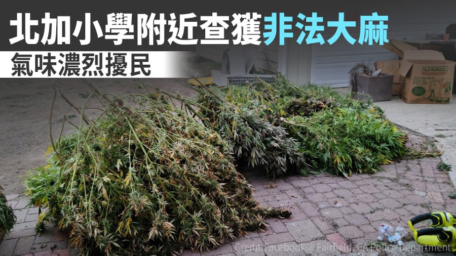 北加小學附近查獲非法大麻 氣味濃烈擾民