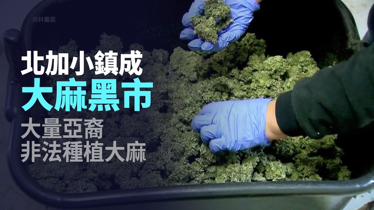 北加小鎮成大麻黑市 大量亞裔非法種植大麻